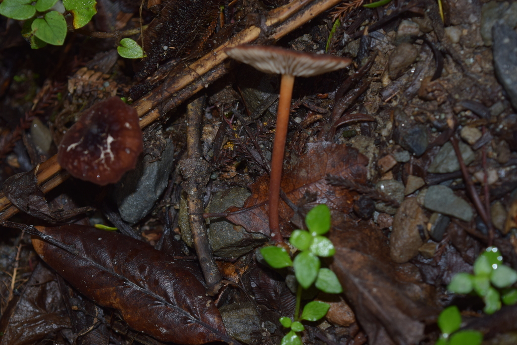 Marasmius atrocastaneus