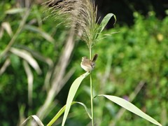 Prinia subflava pondoensis