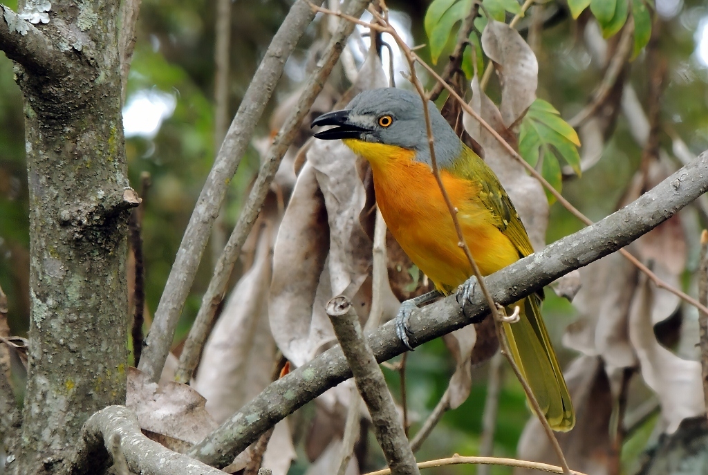Grey-headed Bushshrike (Malaconotus blanchoti), photo 2