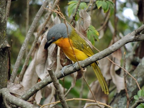 Grey-headed Bushshrike (Malaconotus blanchoti), photo 3
