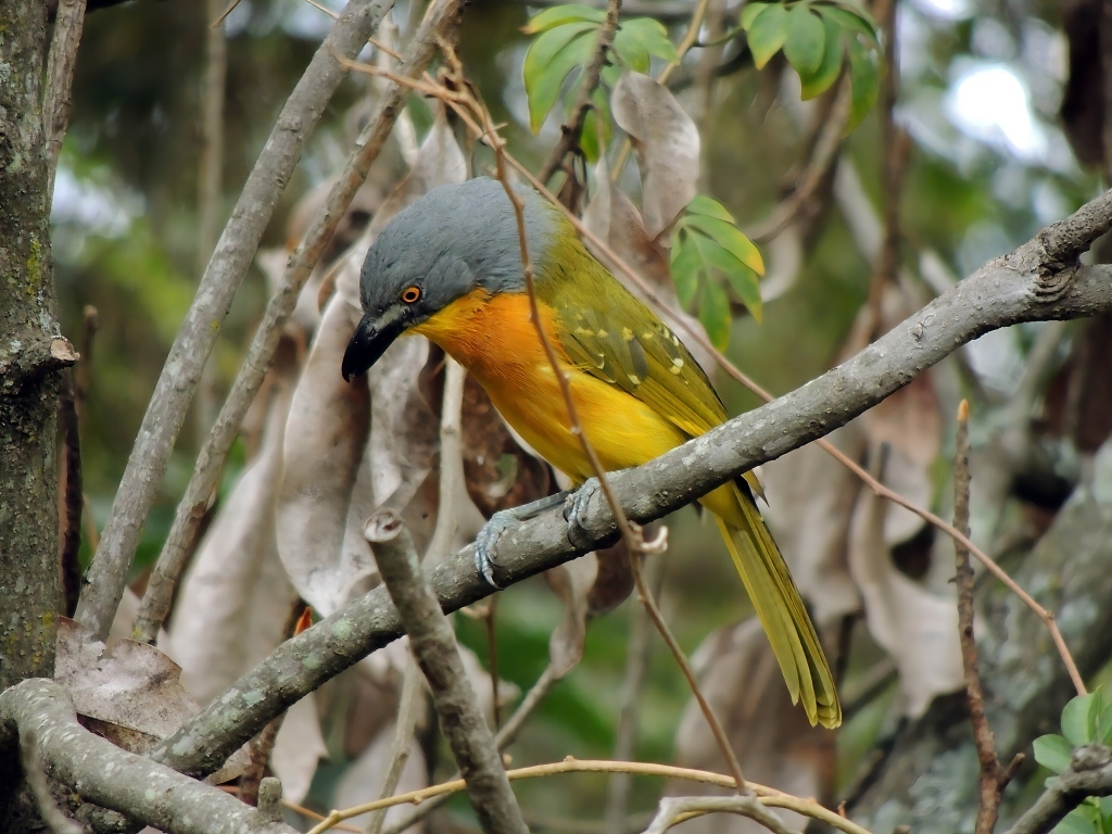 Grey-headed Bushshrike (Malaconotus blanchoti), photo 3