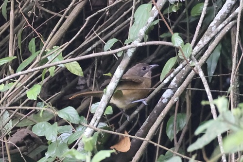 Lühder's Bushshrike (Laniarius luehderi), photo 4