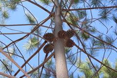 Pinus greggii