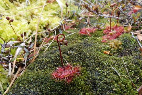 Drosera spatulata