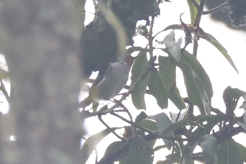 Buff-throated Apalis (Apalis rufogularis), photo 5