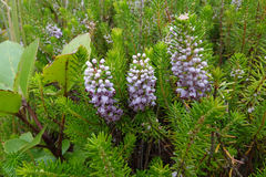 Erica vagans