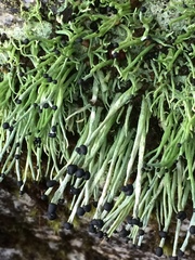 Pilophorus acicularis