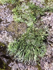 Pilophorus acicularis