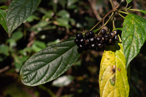 Abrophyllum ornans, photograph 5