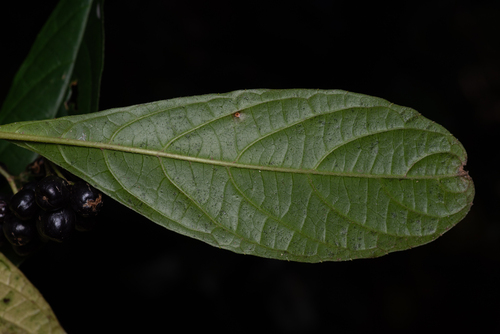 Abrophyllum ornans, photograph 6