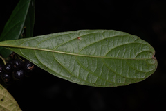 Abrophyllum ornans, photograph (c) Bruce Cathie, some rights reserved (CC BY)