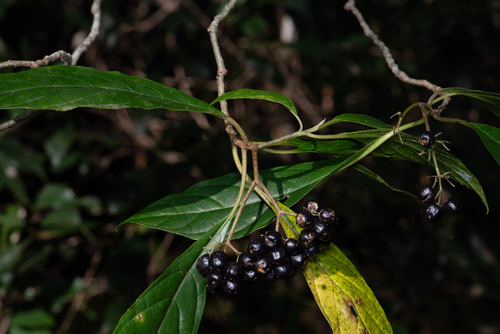 Abrophyllum ornans, photograph 4