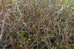 Coprosma elatirioides
