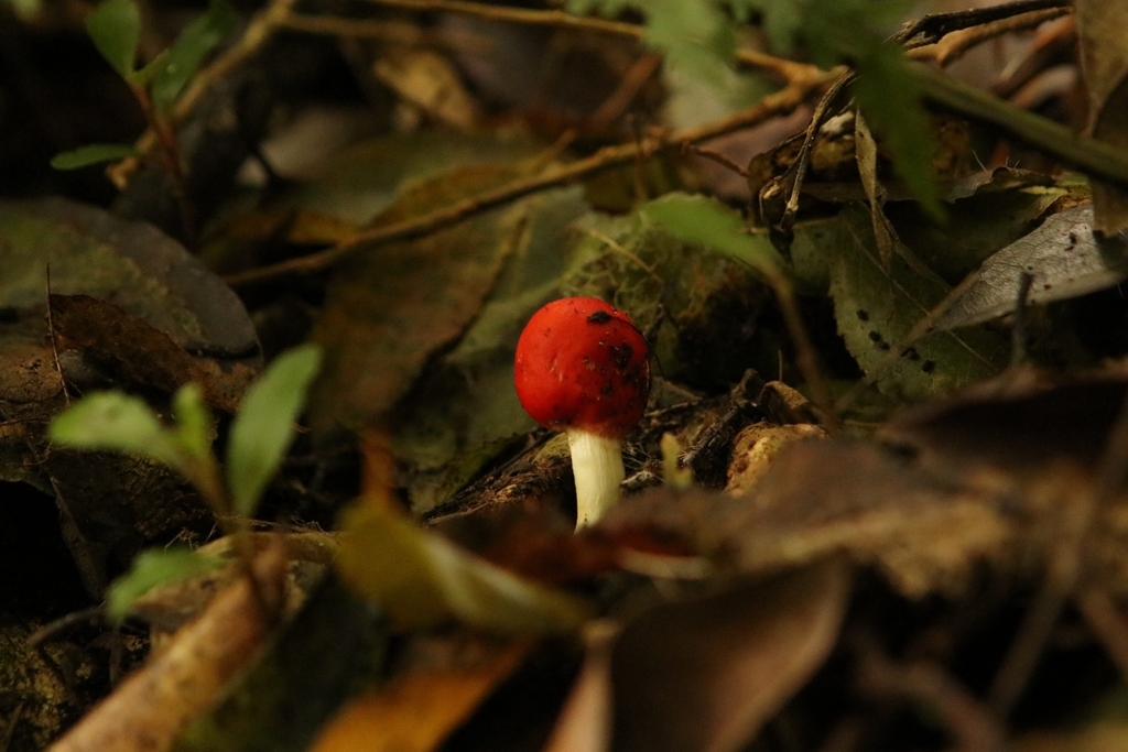 Leratiomyces erythrocephalus · April 2026 · photo: © kristen274 (iNaturalist, cc0)