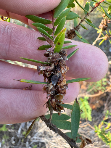 Eutaxia myrtifolia, photograph 3