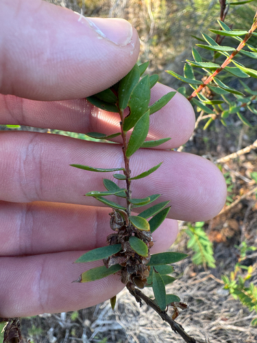 Eutaxia myrtifolia, photograph 5
