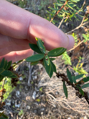 Eutaxia myrtifolia, photograph (c) Tyler Anthony, some rights reserved (CC BY)