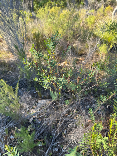 Eutaxia myrtifolia, photograph 6