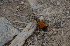 Priocnemis conformis