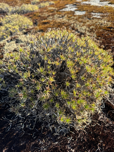 Borya nitida (Borya nitida)