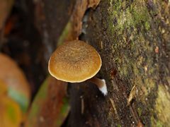 Simocybe phlebophora