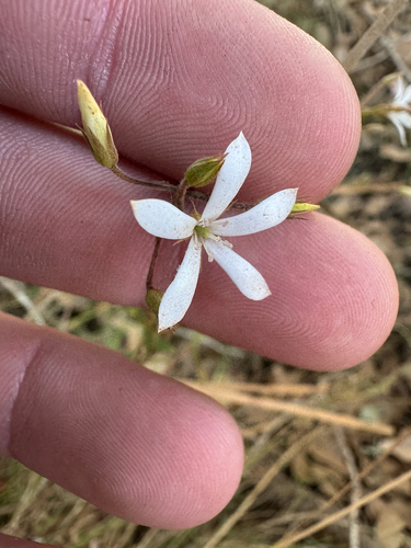 Billardiera laxiflora (Billardiera laxiflora)