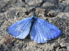 Celastrina echo gozora