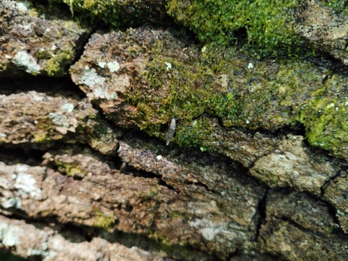 Clausilia bidentata
