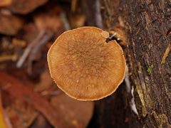 Simocybe phlebophora