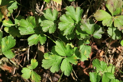 Waldsteinia ternata