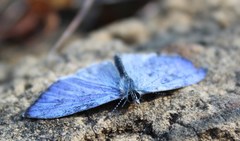 Celastrina echo gozora