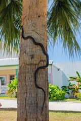 Cubophis caymanus
