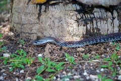 Cubophis caymanus
