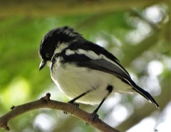 Batis molitor molitor