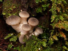 Armillaria luteobubalina