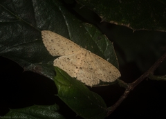 Cyclophora turneri
