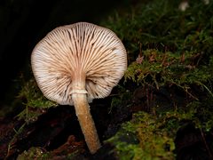Armillaria luteobubalina