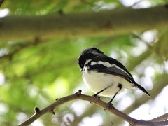 Batis molitor molitor