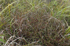 Coprosma elatirioides