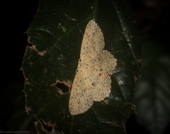 Cyclophora turneri