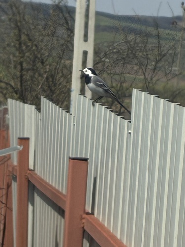 White Wagtail
