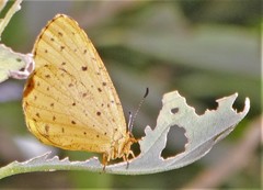 Pentila tropicalis