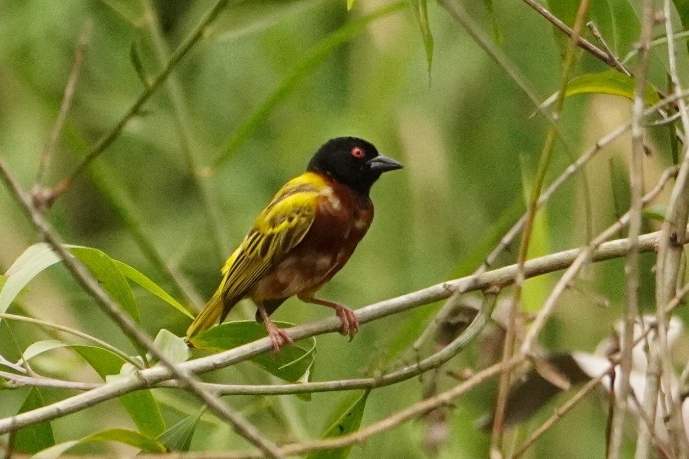 Golden-backed Weaver (Ploceus jacksoni), photo 3
