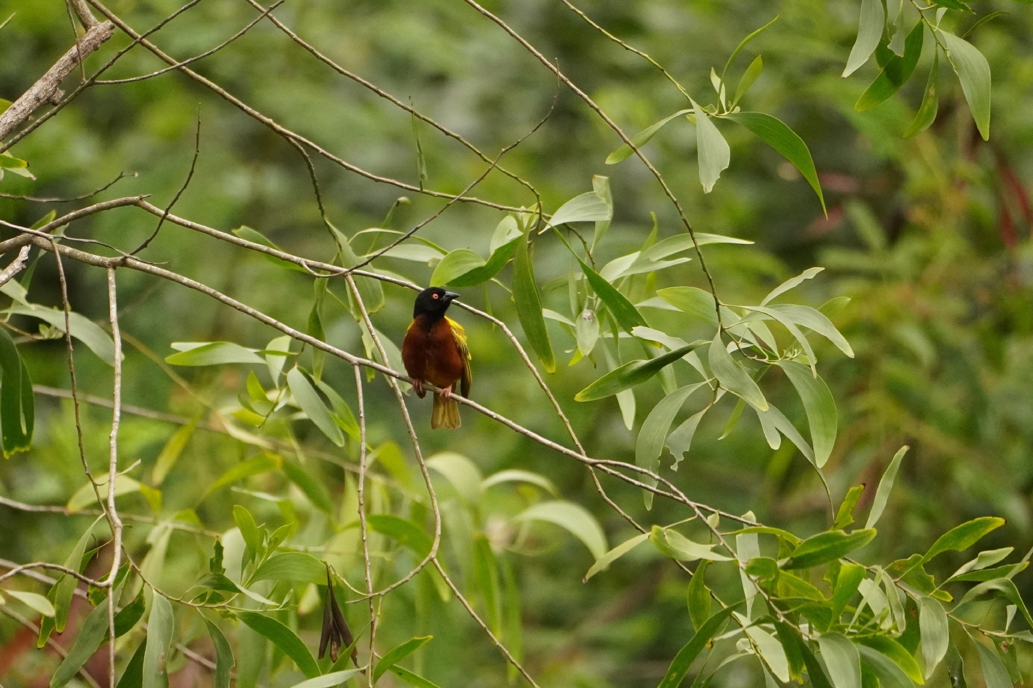 Golden-backed Weaver (Ploceus jacksoni), photo 4