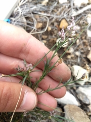 Polygala scoparioides