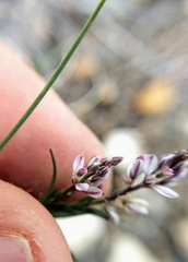 Polygala scoparioides