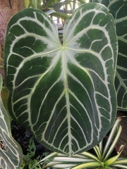 Anthurium crystallinum