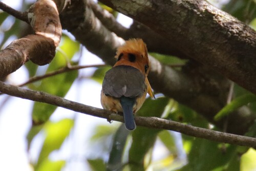 Yellow-billed Kingfisher (Syma torotoro), photo 4