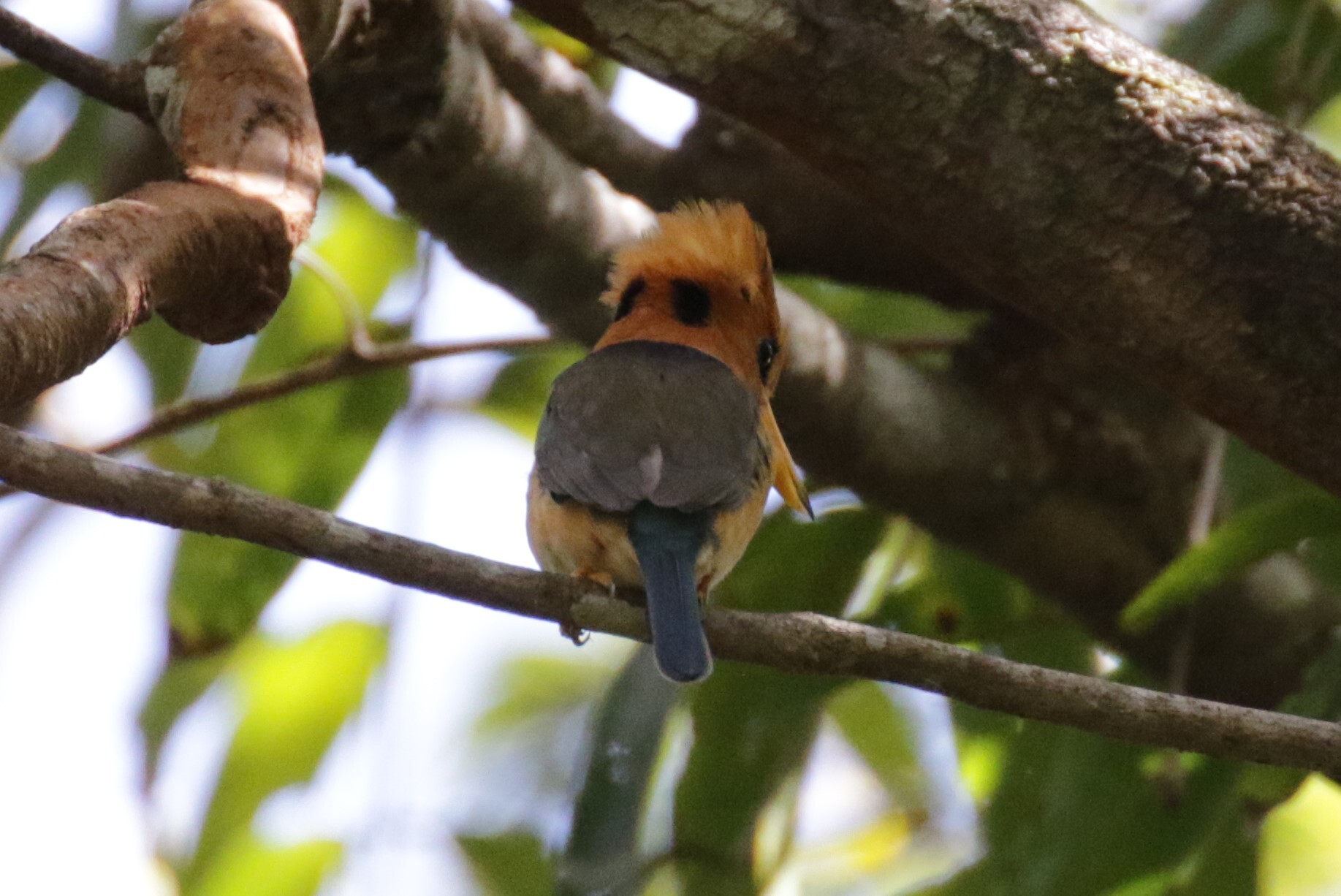 Yellow-billed Kingfisher (Syma torotoro), photo 6