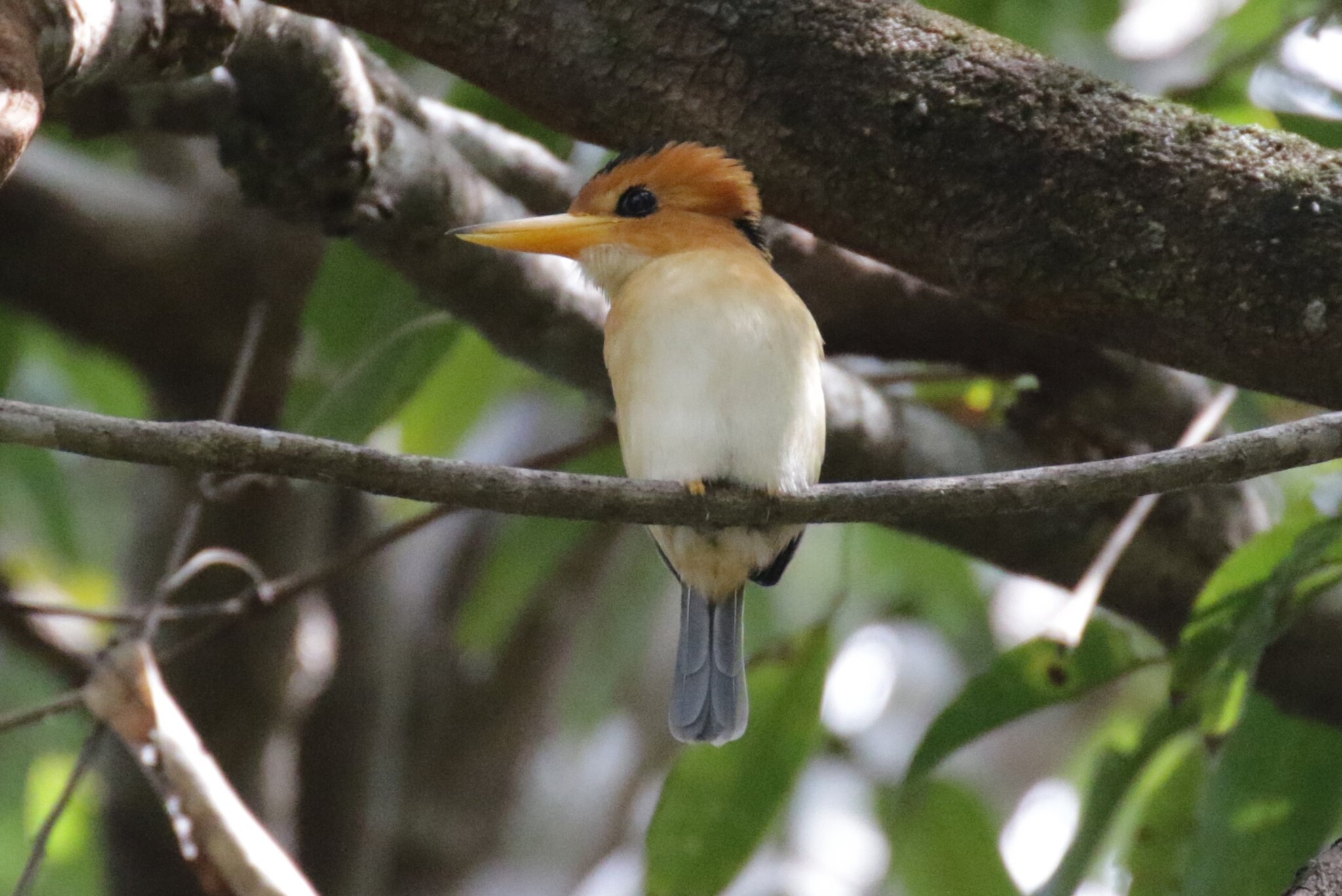 Yellow-billed Kingfisher (Syma torotoro), photo 5